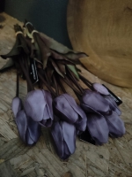 Tulpen paars