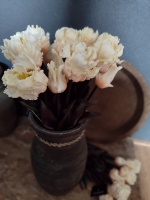 Tulpen wit